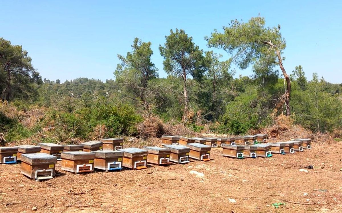 Mersin\'de ORKÖY faaliyetleri kapsamında 30 üniteye 4 milyon 200 bin TL fenni arıcılık desteği sağlandı