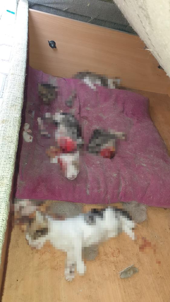 6 yavru kedi kesilmiş halde bulundu, polis inceleme başlattı