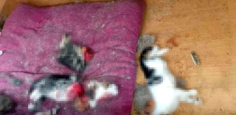 Ankara'da dehşet! 6 yavru kediyi canice öldüren şahıs tutuklandı mı? Olay ne, nerede oldu?