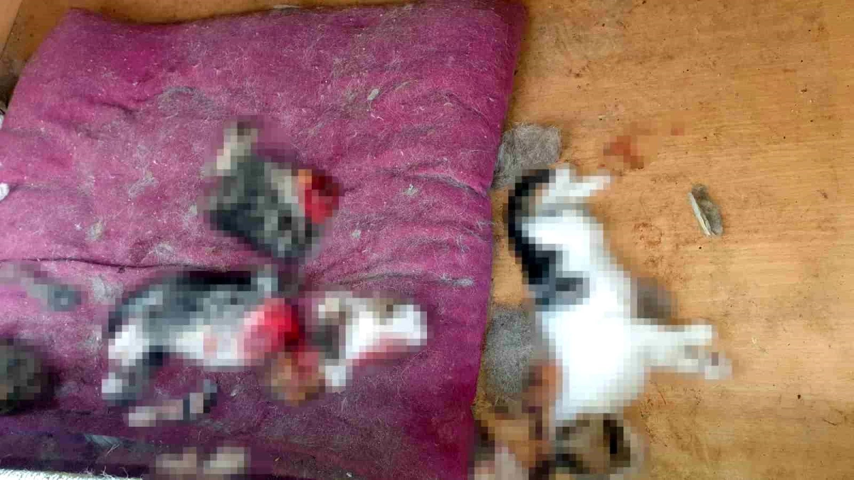 Ankara\'da atıl haldeki kanepenin altında, 6 yavru kedi kesilmiş halde bulundu