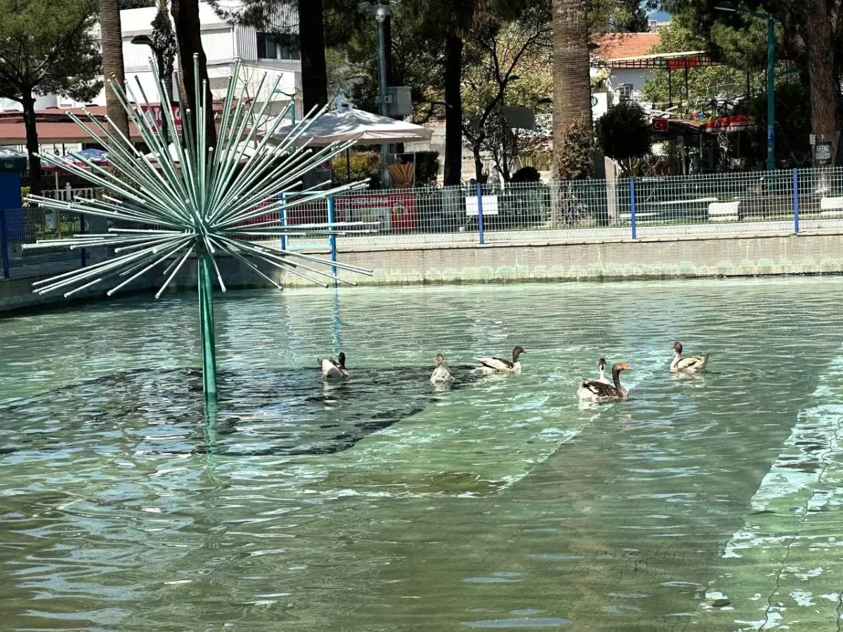 Edremit Belediye Başkanı Ördekli Parkı Geri Getirdi