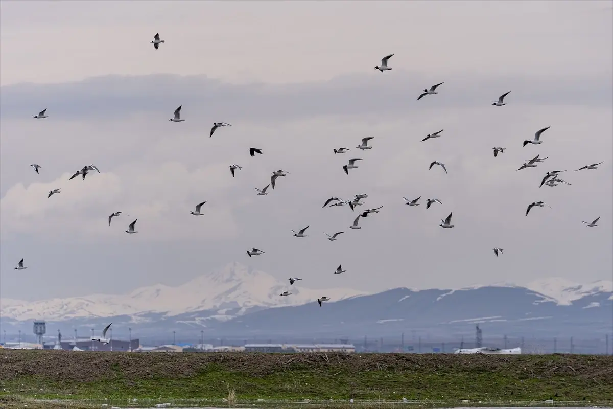 Erzurum\'da Doğa ve Yaban Hayatı Canlanıyor