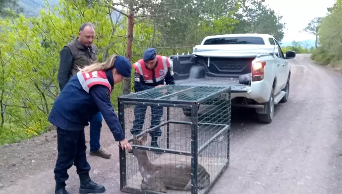 Artvin\'de yaralı karaca tedavi edildikten sonra doğaya bırakıldı