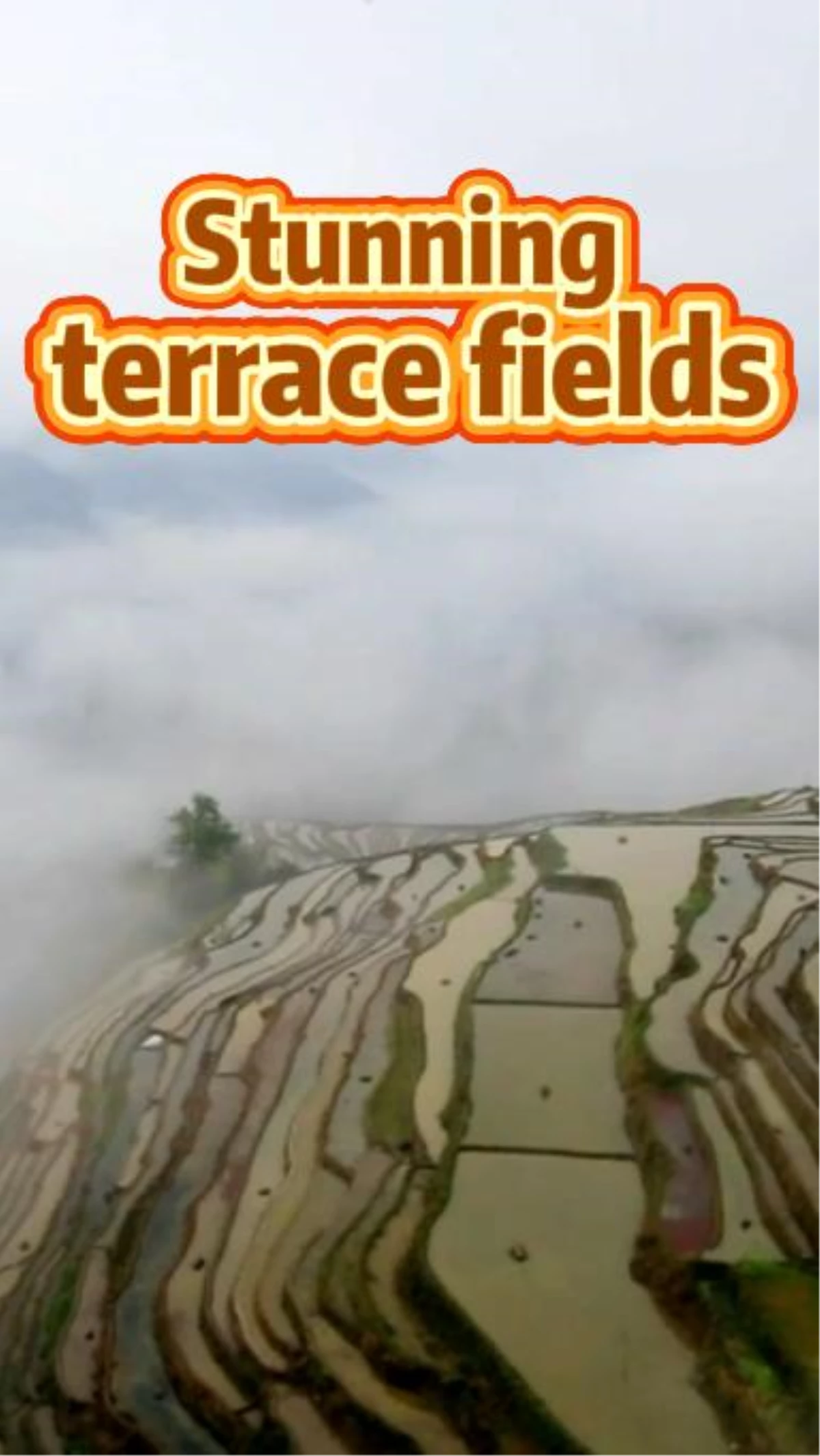 Çin\'deki Jiabang teras tarlalarının havadan görüntüleri