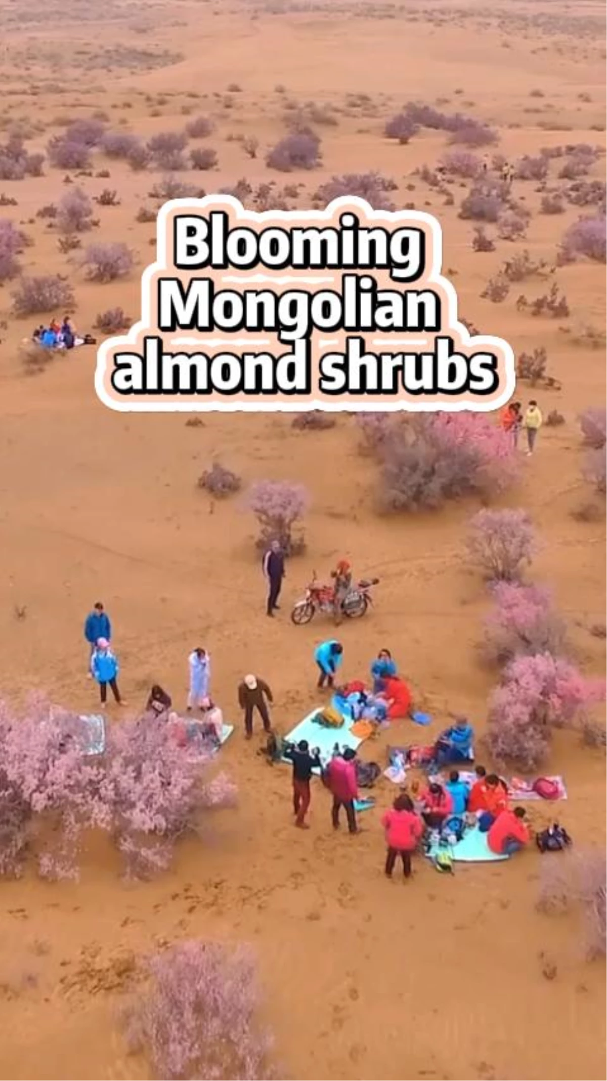 Moğolistan\'a özgü bodur badem ağaçları pembe çiçeklerle süslendi