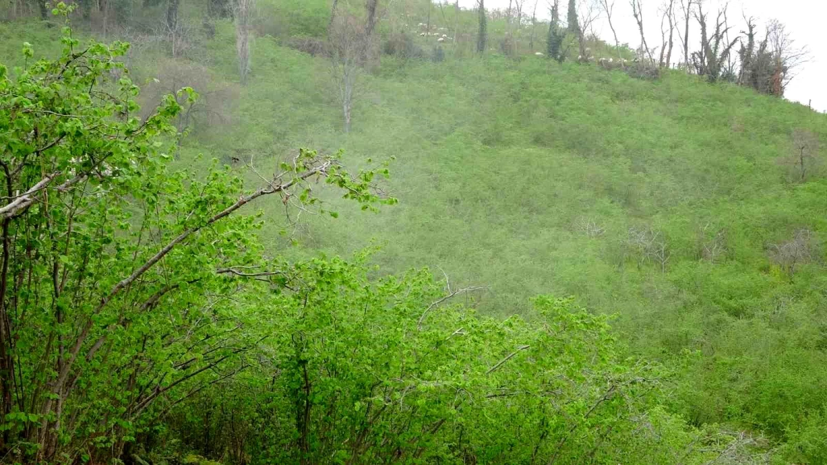 Fındık Üreticileri Kozalak Akarı ve Külleme Hastalığıyla Mücadele Ediyor