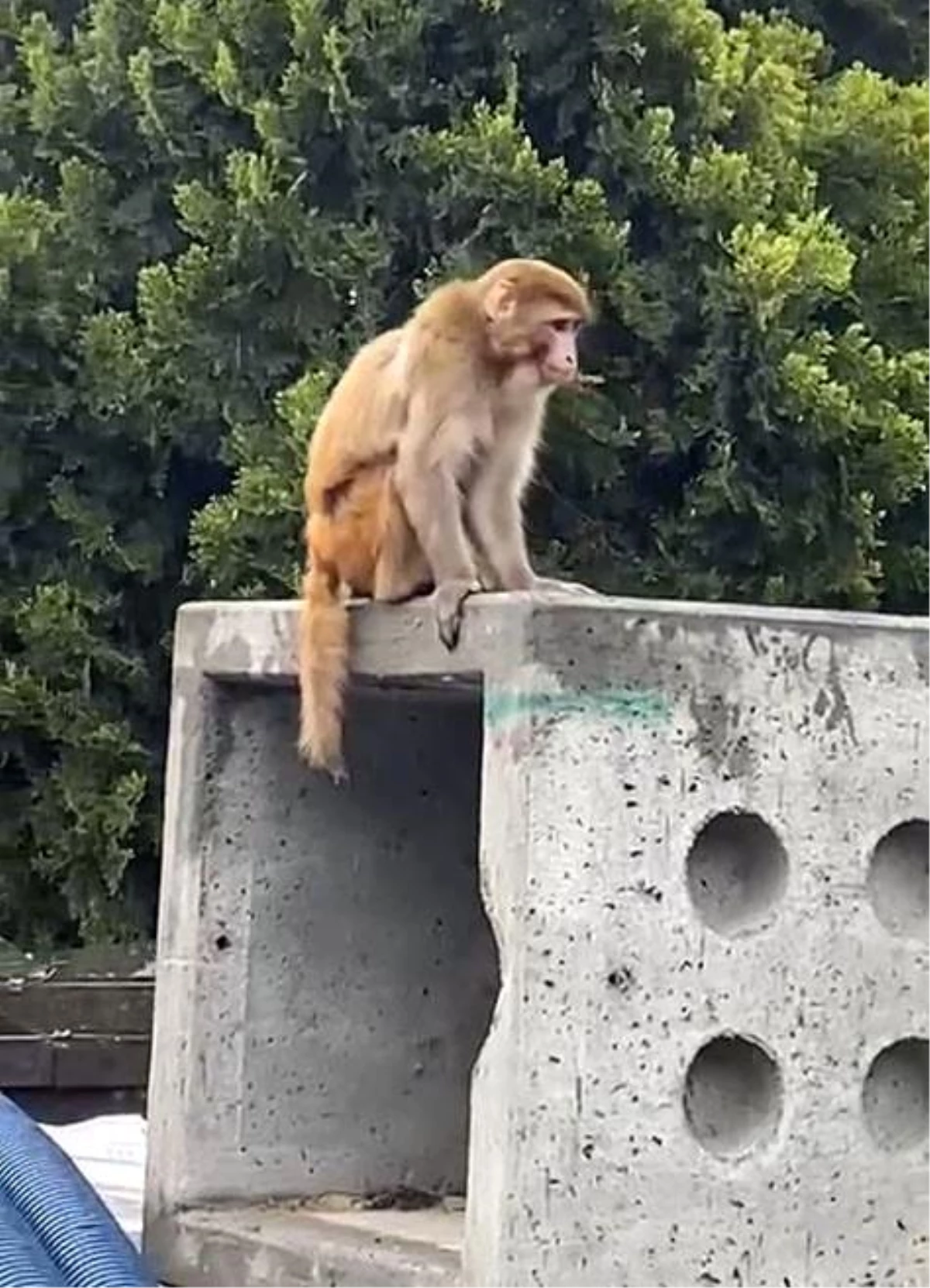 İstanbul\'da firari maymun görenleri şaşırttı