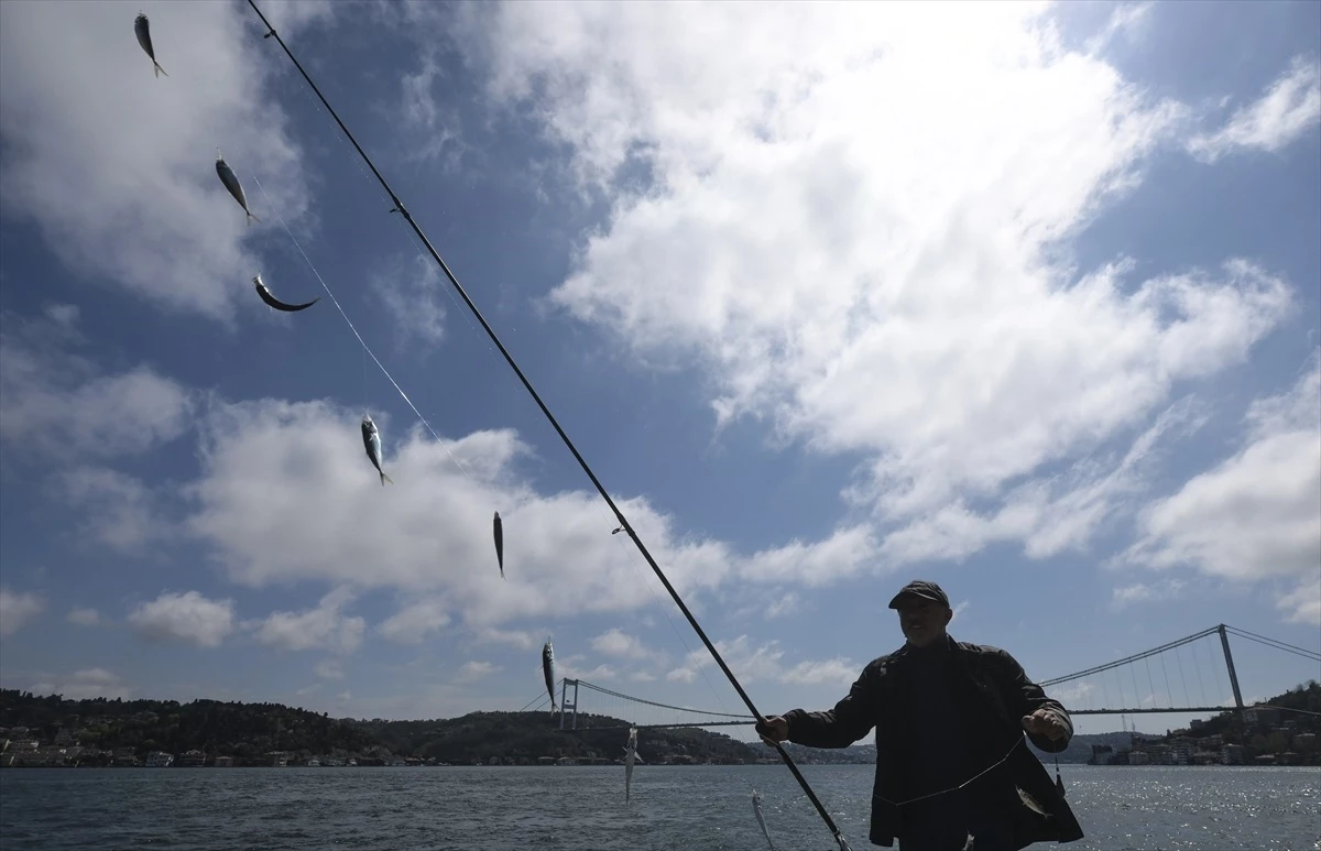 Sarıyer\'de Amatör Balıkçılar İstavrit Bolluğu Yaşadı