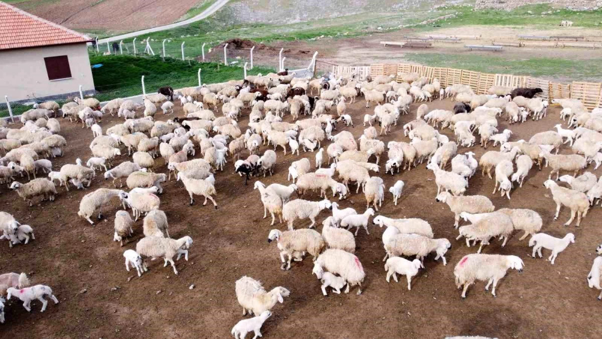 Yozgat\'ta Koyun ve Kuzu Buluşmaları Renkli Görüntüler Oluşturdu
