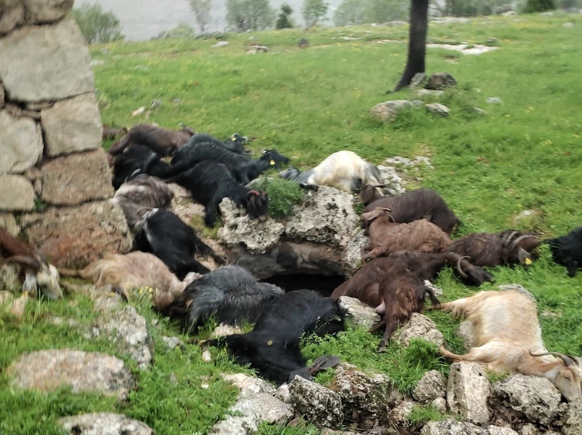 Şırnak\'ın İdil ilçesinde yıldırım düşmesi sonucu 31 keçi telef oldu