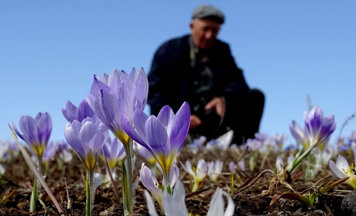 Kars\'ın Sarıkamış ilçesinde baharın müjdecisi çiçekler açtı