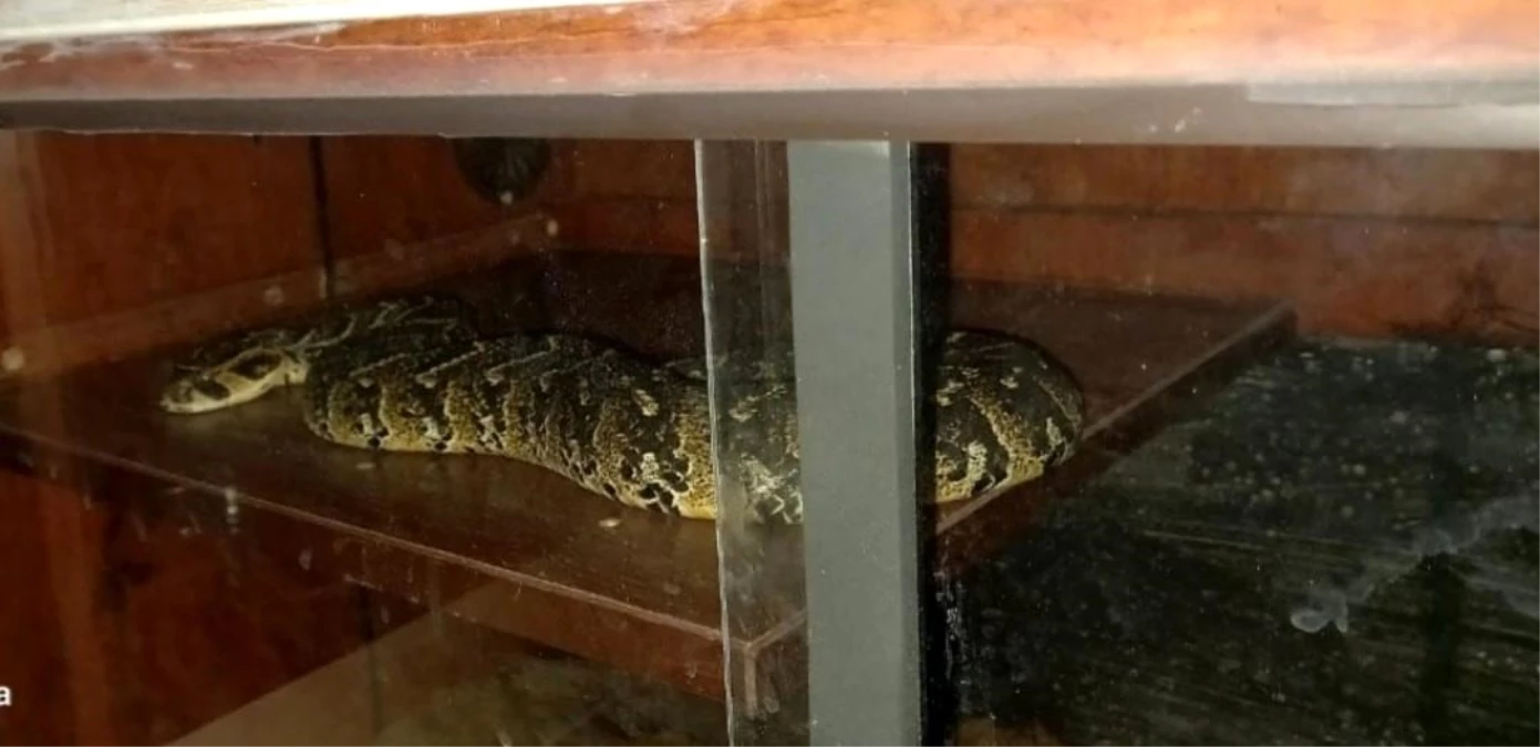 Güney Afrika\'da polise yakalanan hayvan kaçakçısı, zehirli yılana kendisini ısırtarak intihar etti
