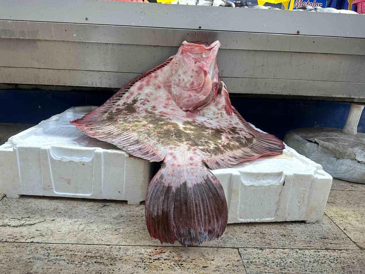Sinop\'ta 11,5 Kilogramlık Dev Kalkan Balığı Satışa Sunuldu