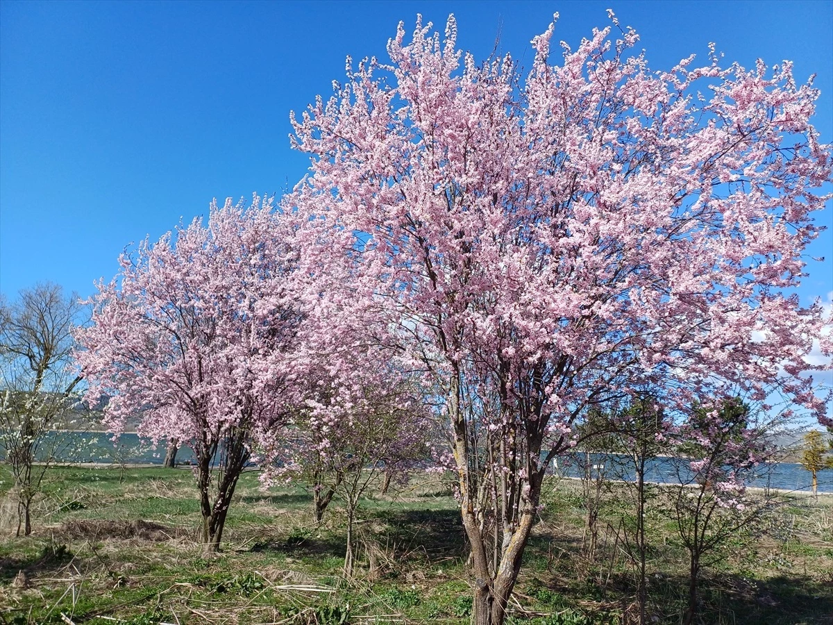 Bolu\'nun Yeniçağa ilçesinde erik ağaçları çiçeklendi