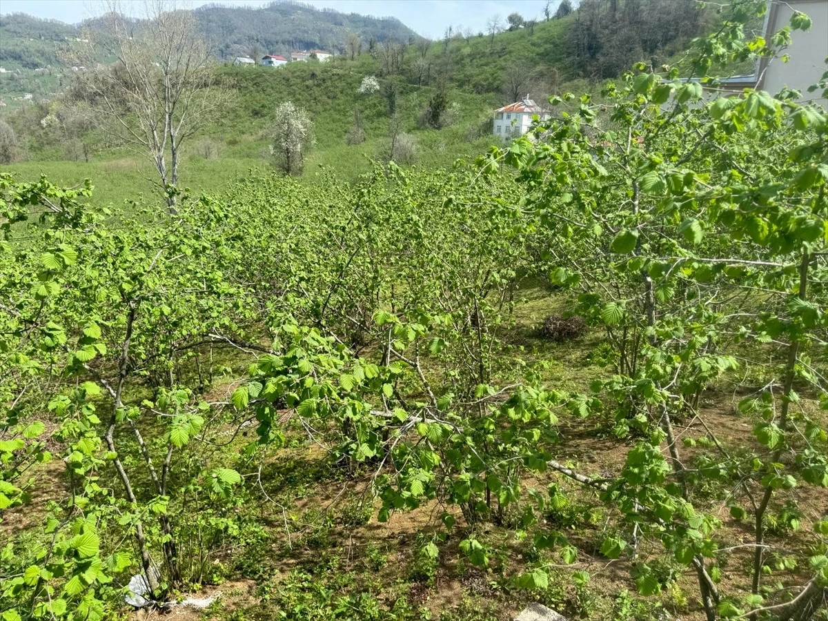 Giresun Üniversitesi, fındıkta 5 ana başlıkta projeler hazırlayacak