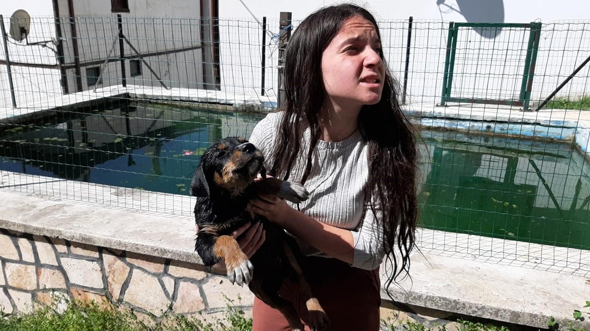 Mudurnu\'da Yavru Köpek Havuzdan Kurtarıldı