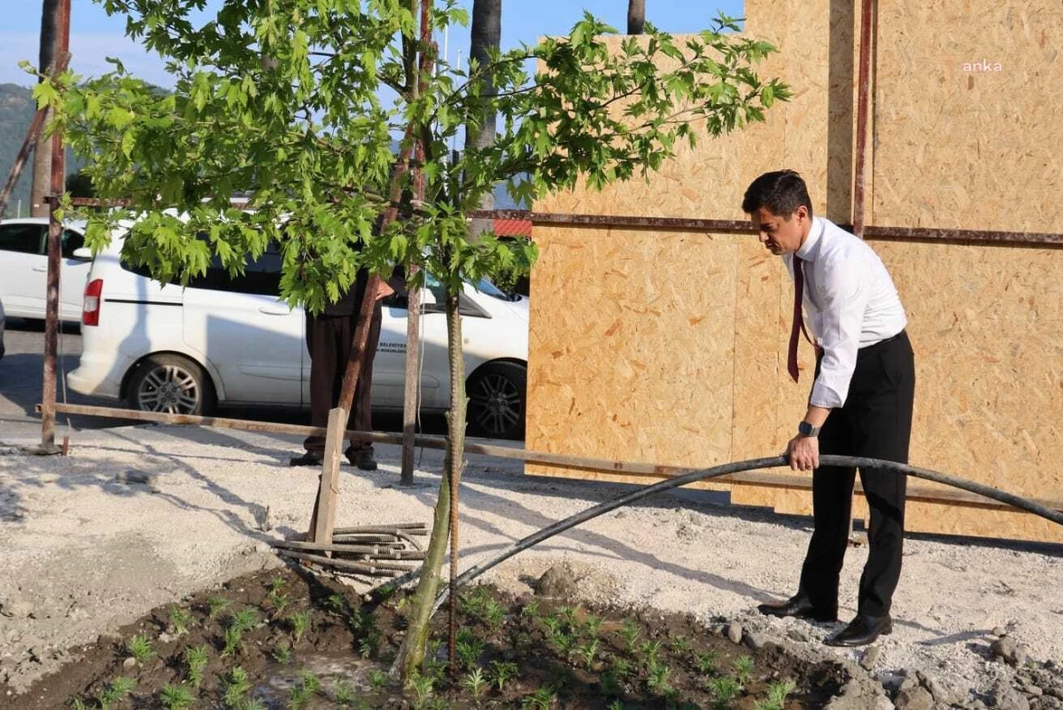 Marmaris Belediye Başkanı Acar Ünlü, Kesilen Ağacın Yerine Çınar Dikti