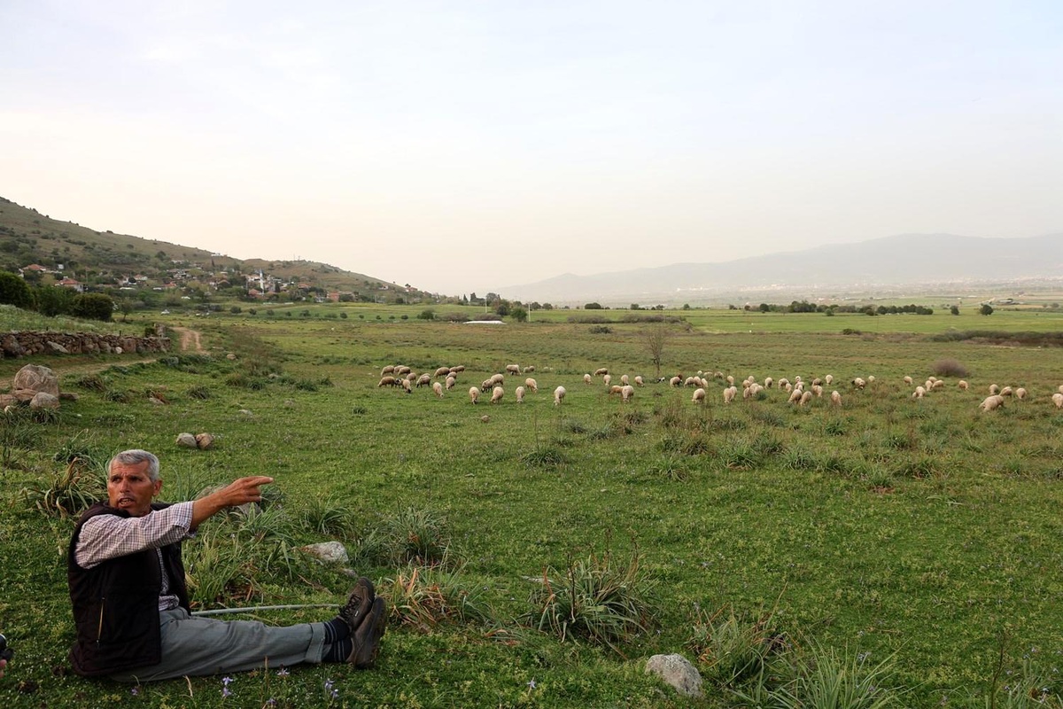 Baharın Gelişiyle Yol Kenarları Hayvanlar İçin Mera Haline Geliyor