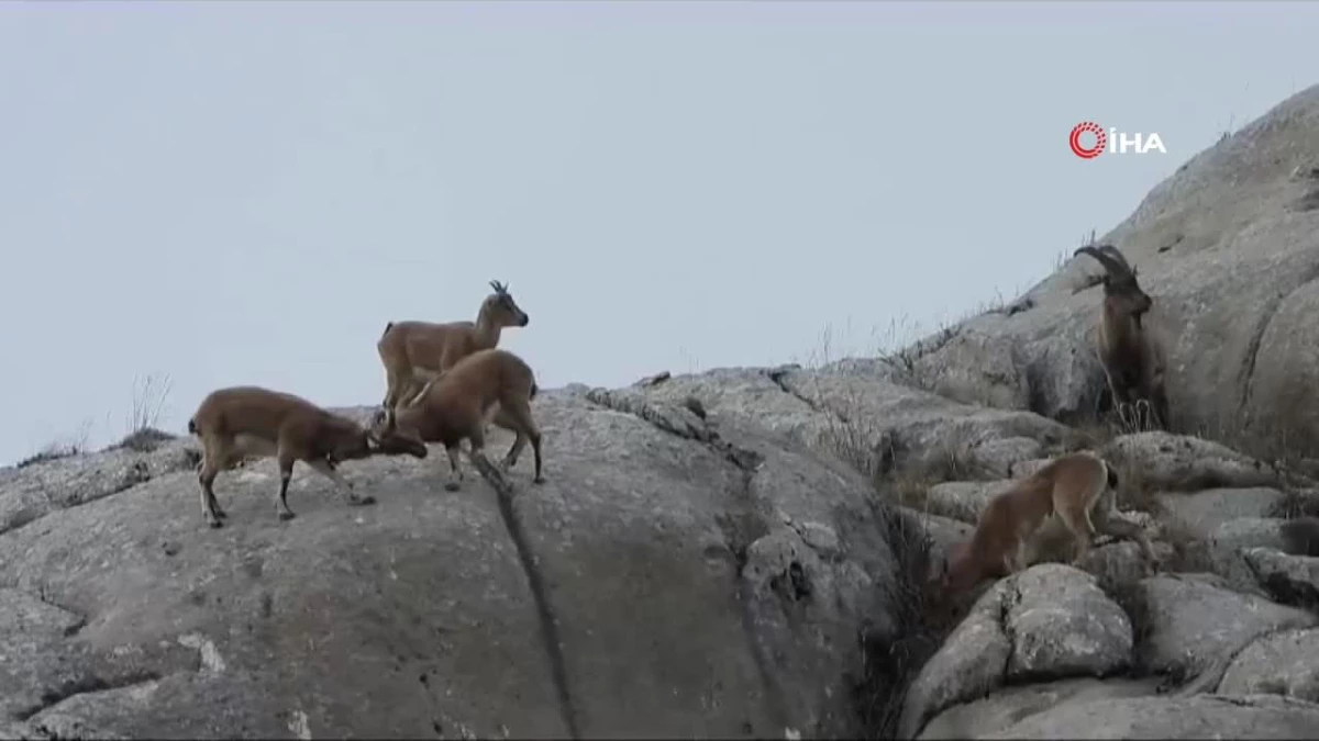 Dağ keçilerini böyle görüntüledi