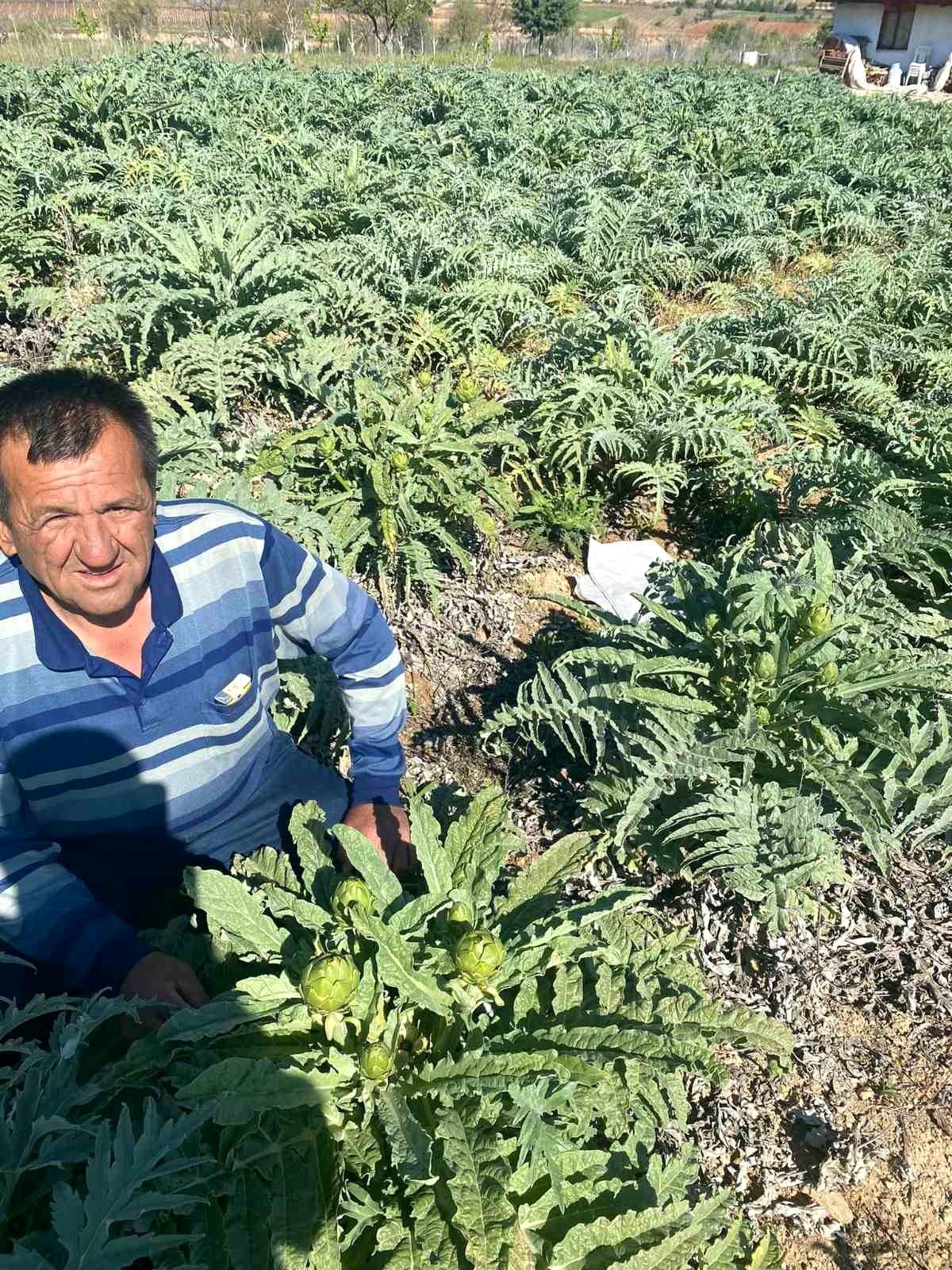 Denizli\'nin Çal İlçesinde Enginar Hasadı Başladı