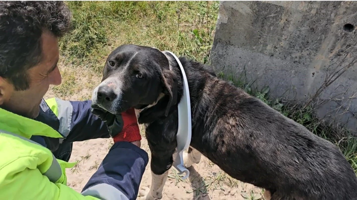 Klozet kapağına sıkışan köpek kurtarıldı