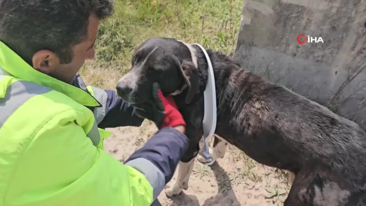 Başını klozet kapağına sıkıştıran köpek belediye ekipleri tarafından kurtarıldı