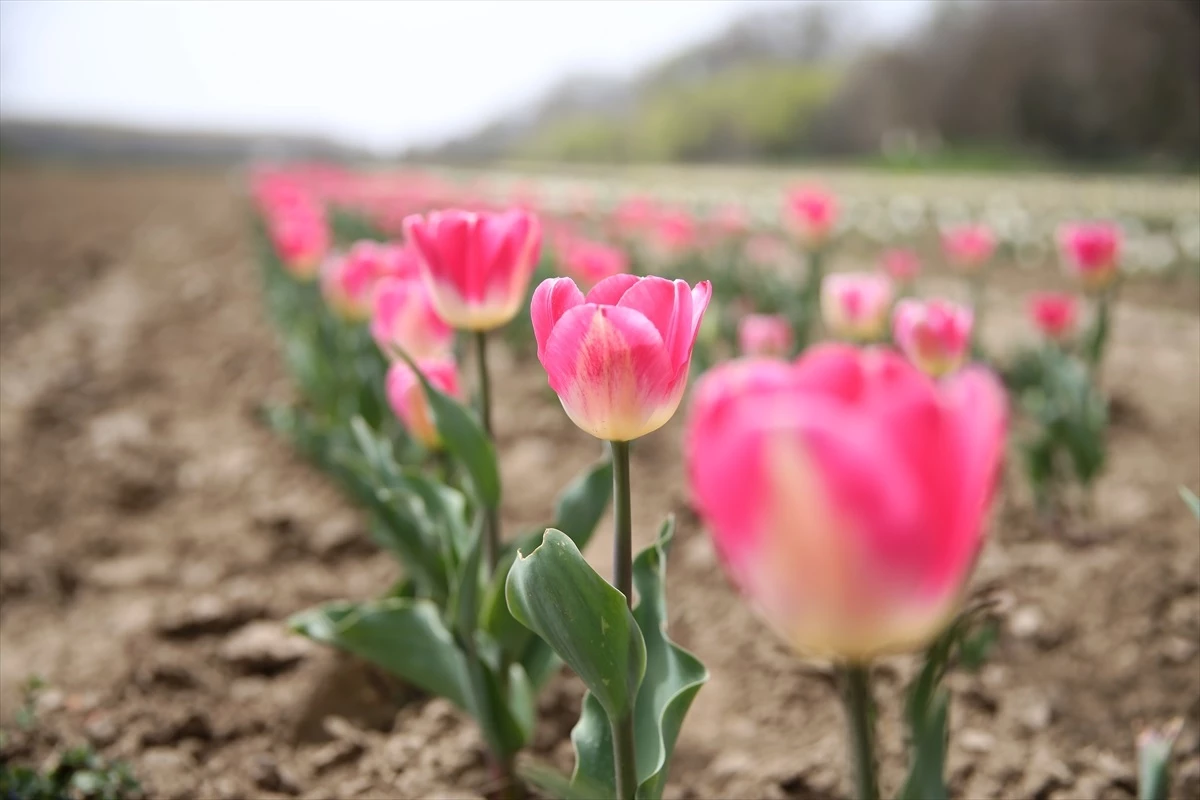 Edirne\'de Tıbbi Aromatik ve Boya Bitkileri Bahçesi Çiftçilere Örnek Oluyor