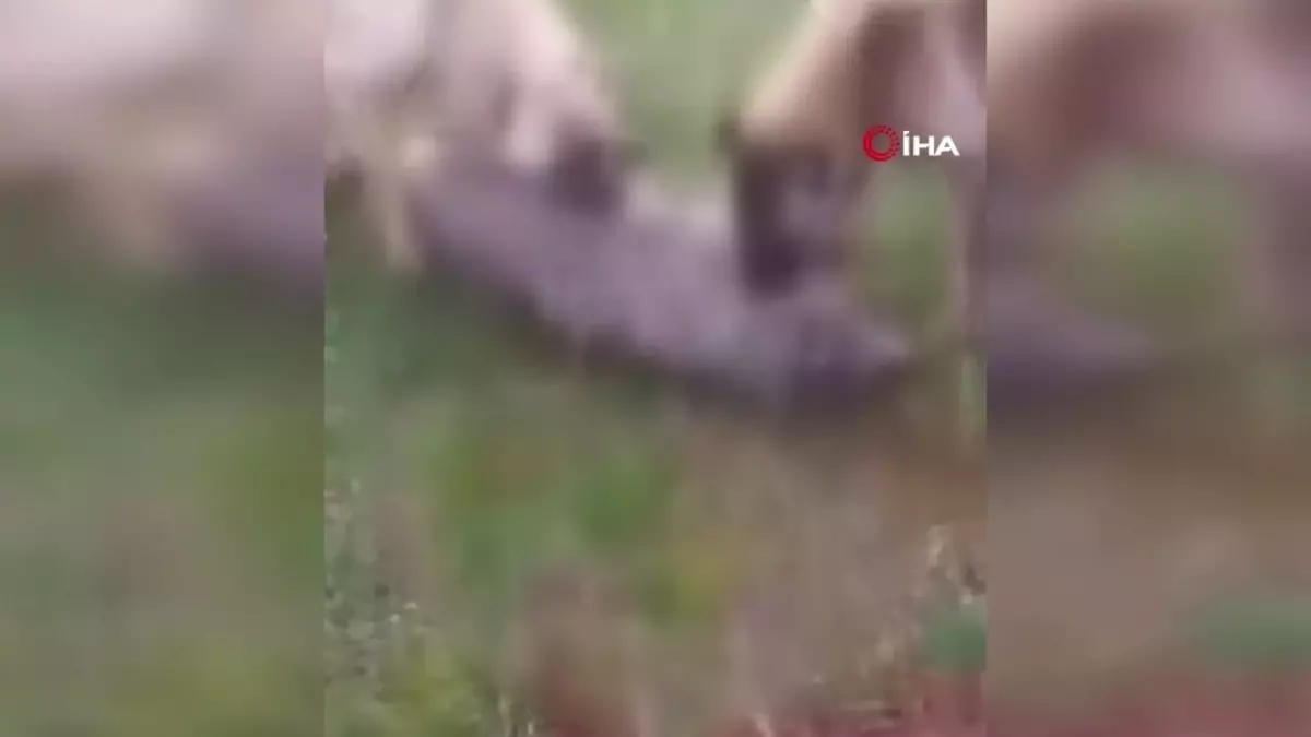 Kemah\'ta kurdu iki köpeğe boğdurup leşini yakan kişi gözaltına alındı