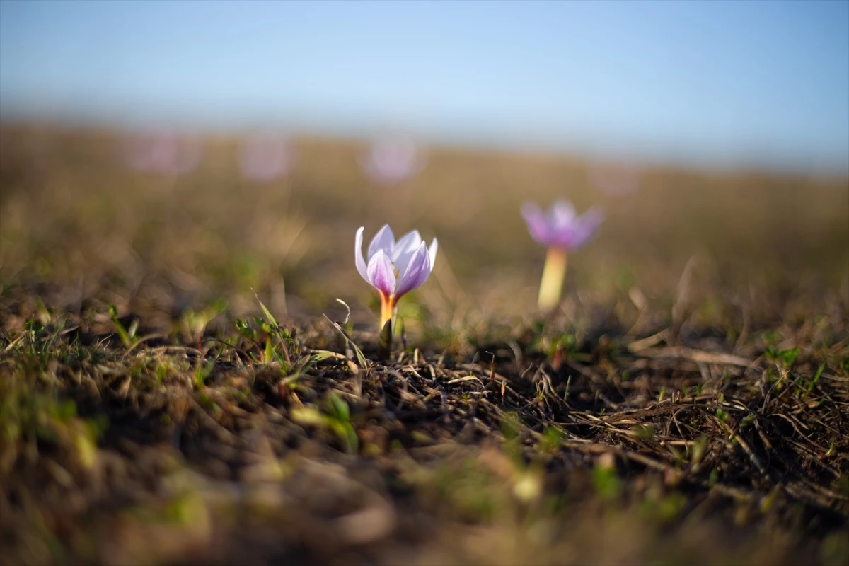 Ardahan'ın Göle ilçesinde kardelenler açmaya başladı
