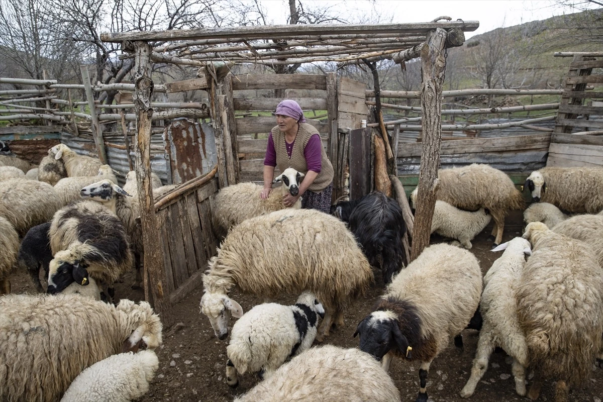 Tunceli\'de Köylüler Baharın Müjdecisi Oğlak ve Kuzuları Besliyor