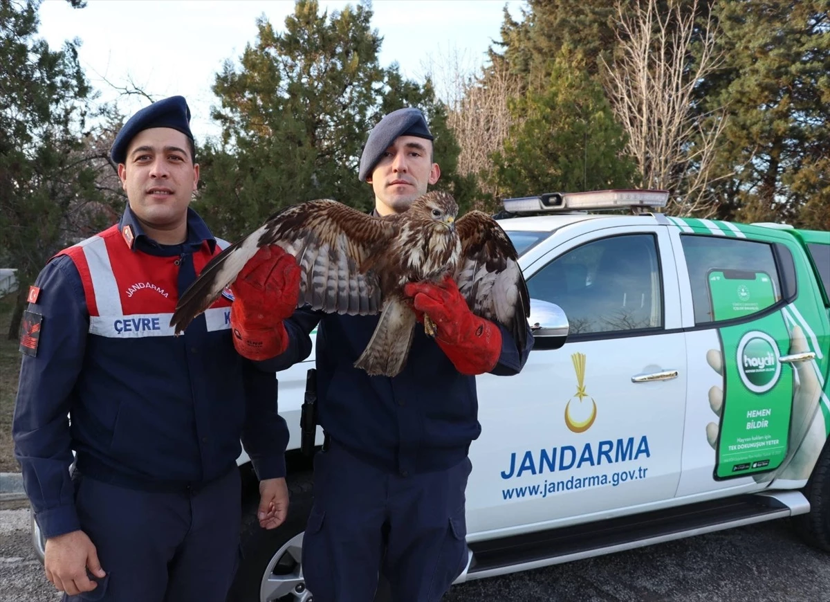 Edirne\'de bitkin halde bulunan şahin tedavi altına alındı