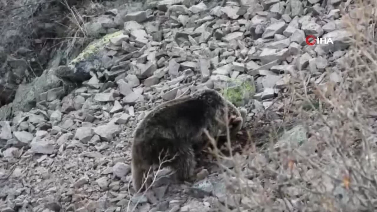 Erzurum\'da boz ayı böyle görüntülendi