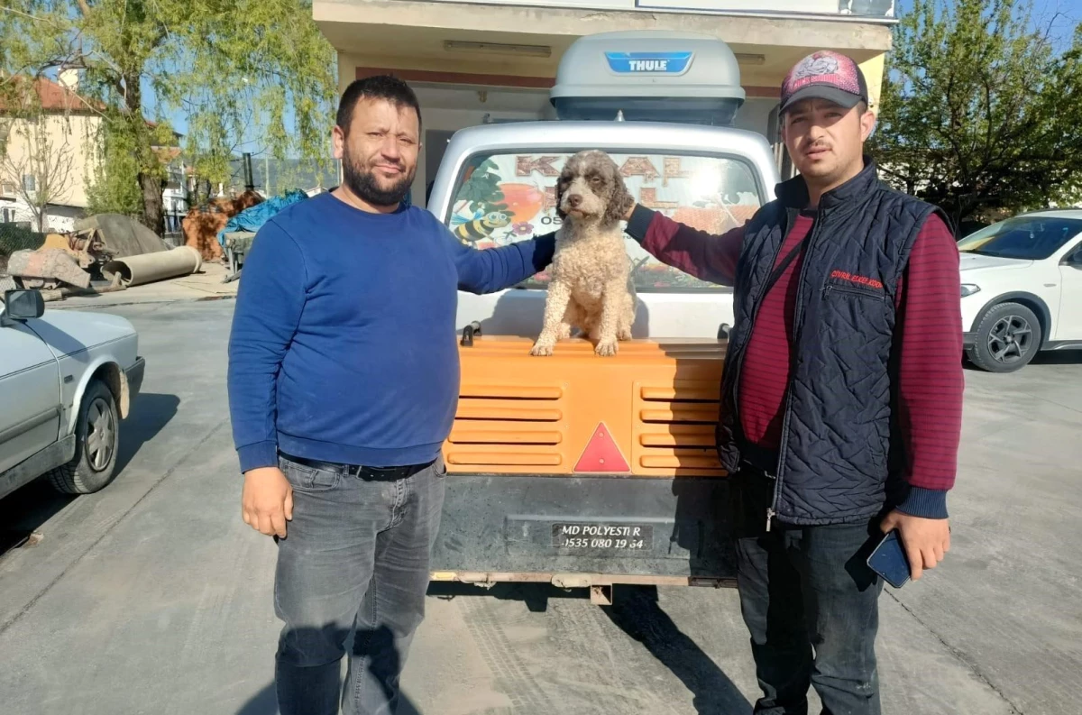 Samsunlu avcı Fatih Gören\'in kaybolan köpeği Denizli\'de bulundu