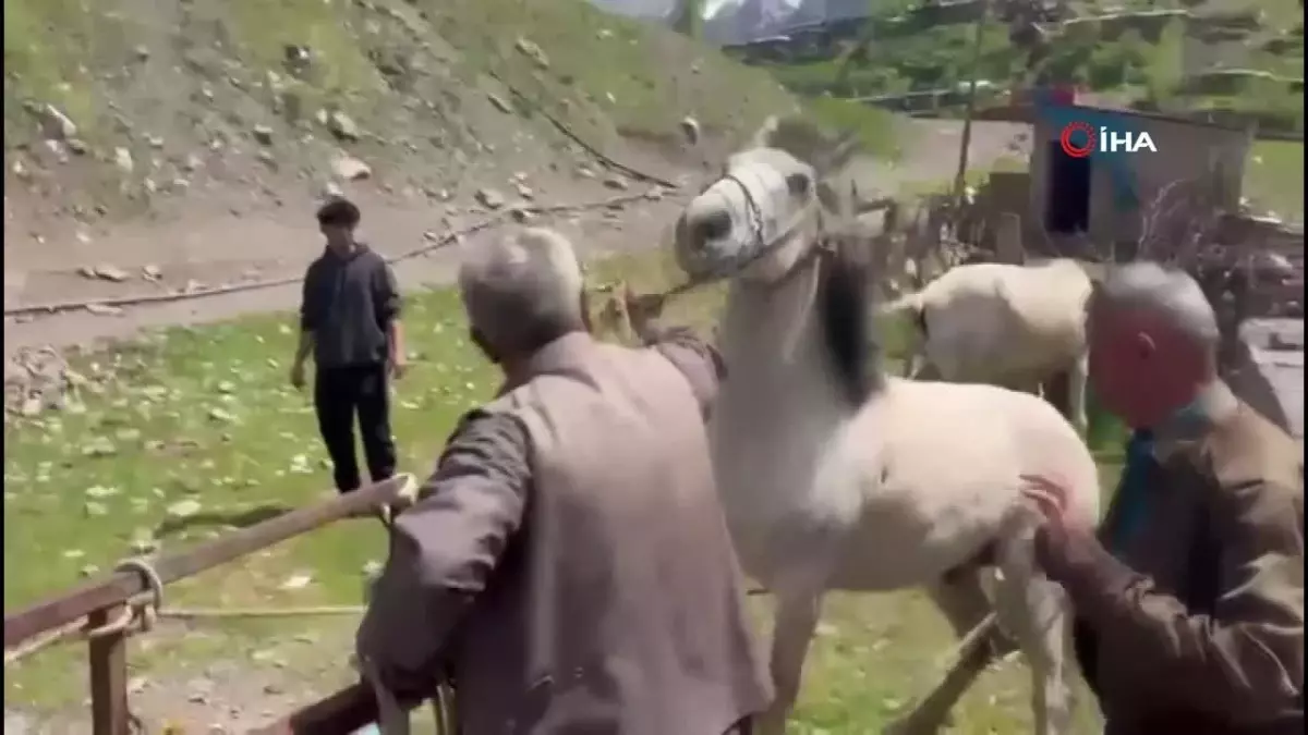 20 yıldır nalbantlık yapan usta, at ve katırların ayak bakımlarını yapıyor