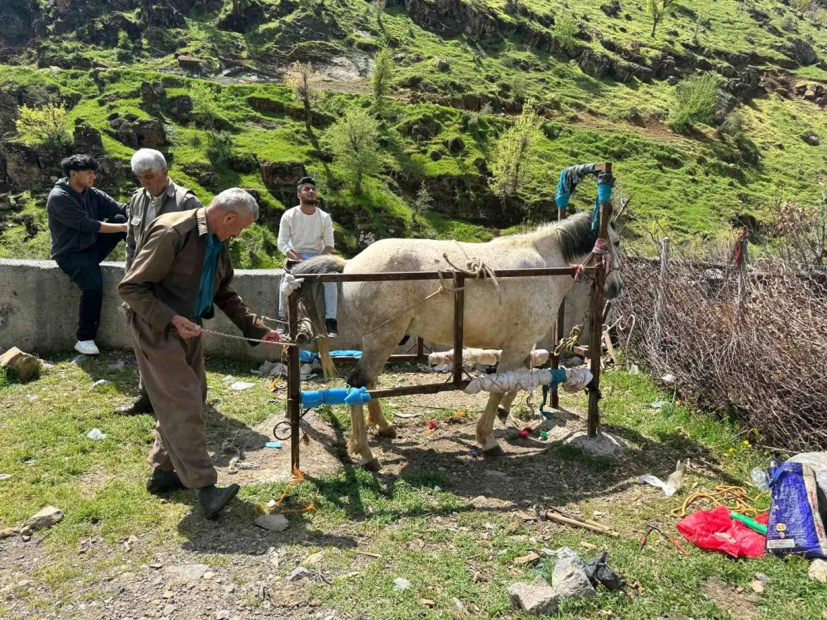 Şırnak\'ta Nalbantlık Yapan Usta, At ve Katırların Ayak Bakımlarını Yaparak Geçimini Sağlıyor