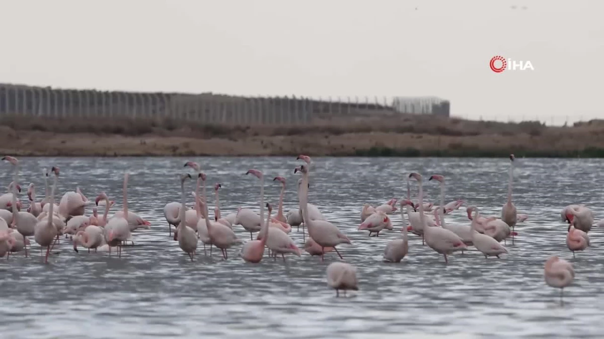 Aladağlar Milli Parkı ve Niğde Akkaya Barajı kuş fotoğrafçılarının mekanı oldu 173 kuş türünü görüntüledi