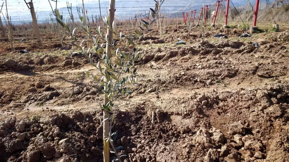 Manisa\'nın Alaşehir ilçesinde zeytin üretimi artıyor