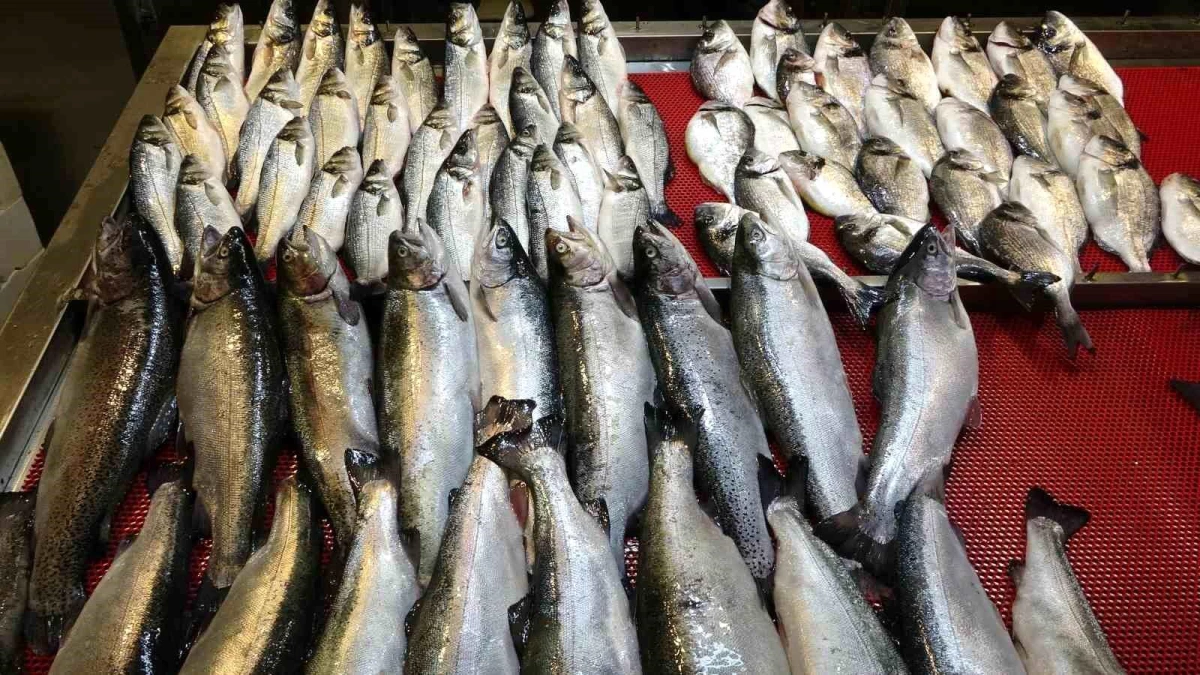 Trabzon\'da Denizlerde Av Yasağı Başladı: Balık Tezgahlarında Kültür Balıkları Yoğunlukta