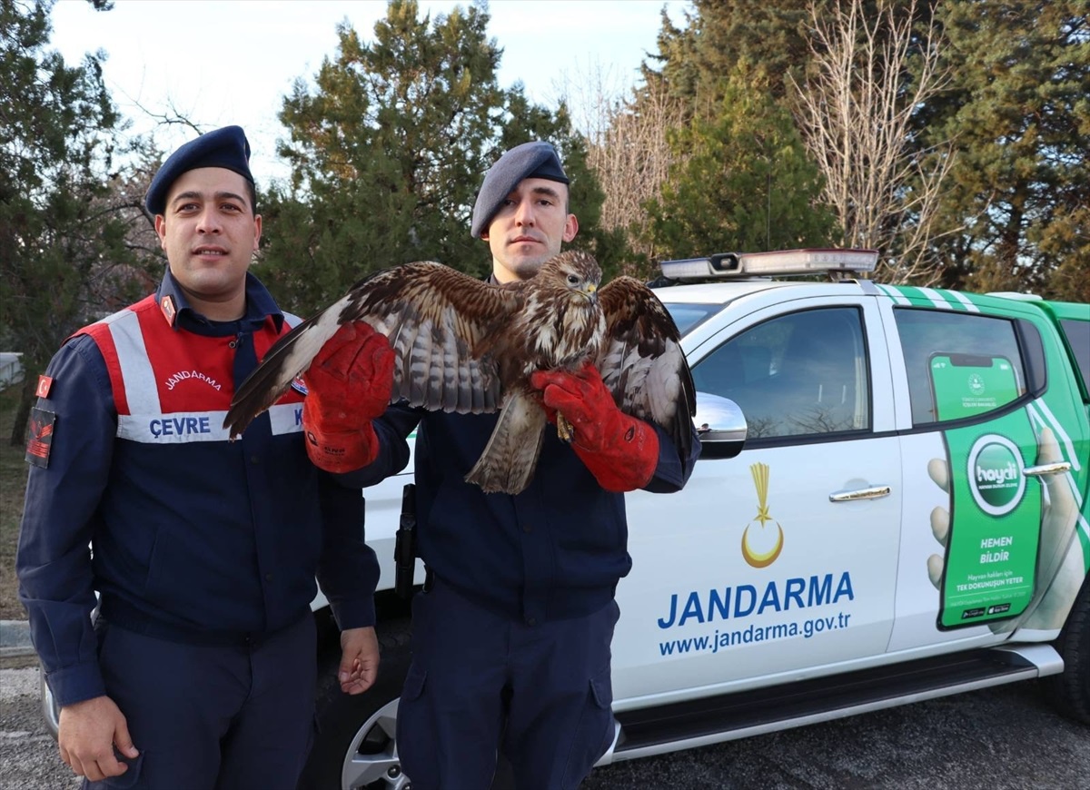 Edirne\'de yaralı şahin tedavi altına alındı