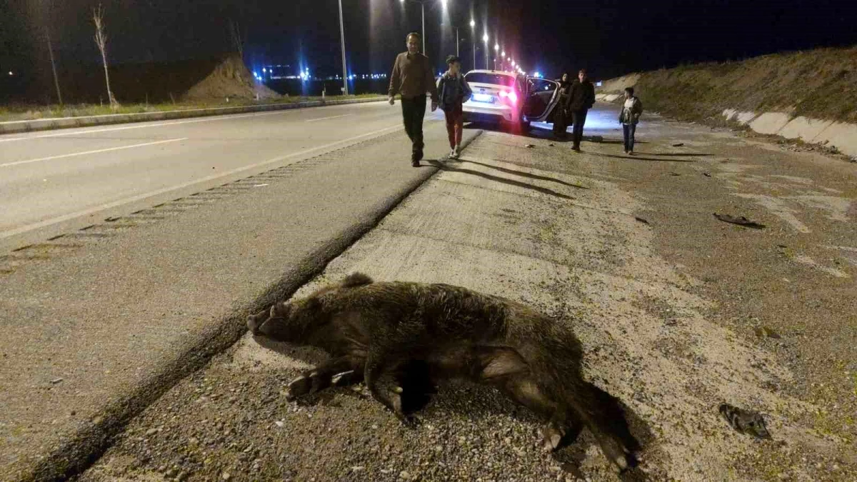 Van-Erciş kara yolunda otomobilin çarptığı domuz telef oldu