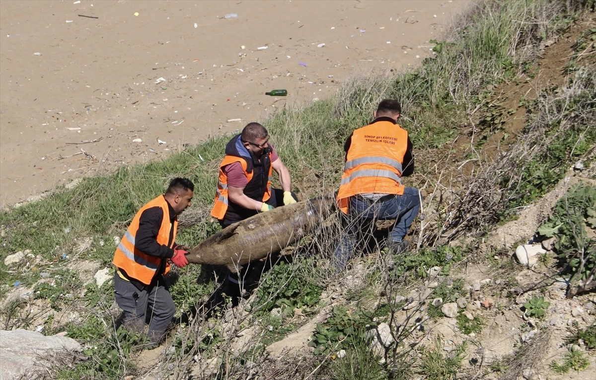 Sinop\'ta kıyıya vurmuş üç ölü yunus bulundu