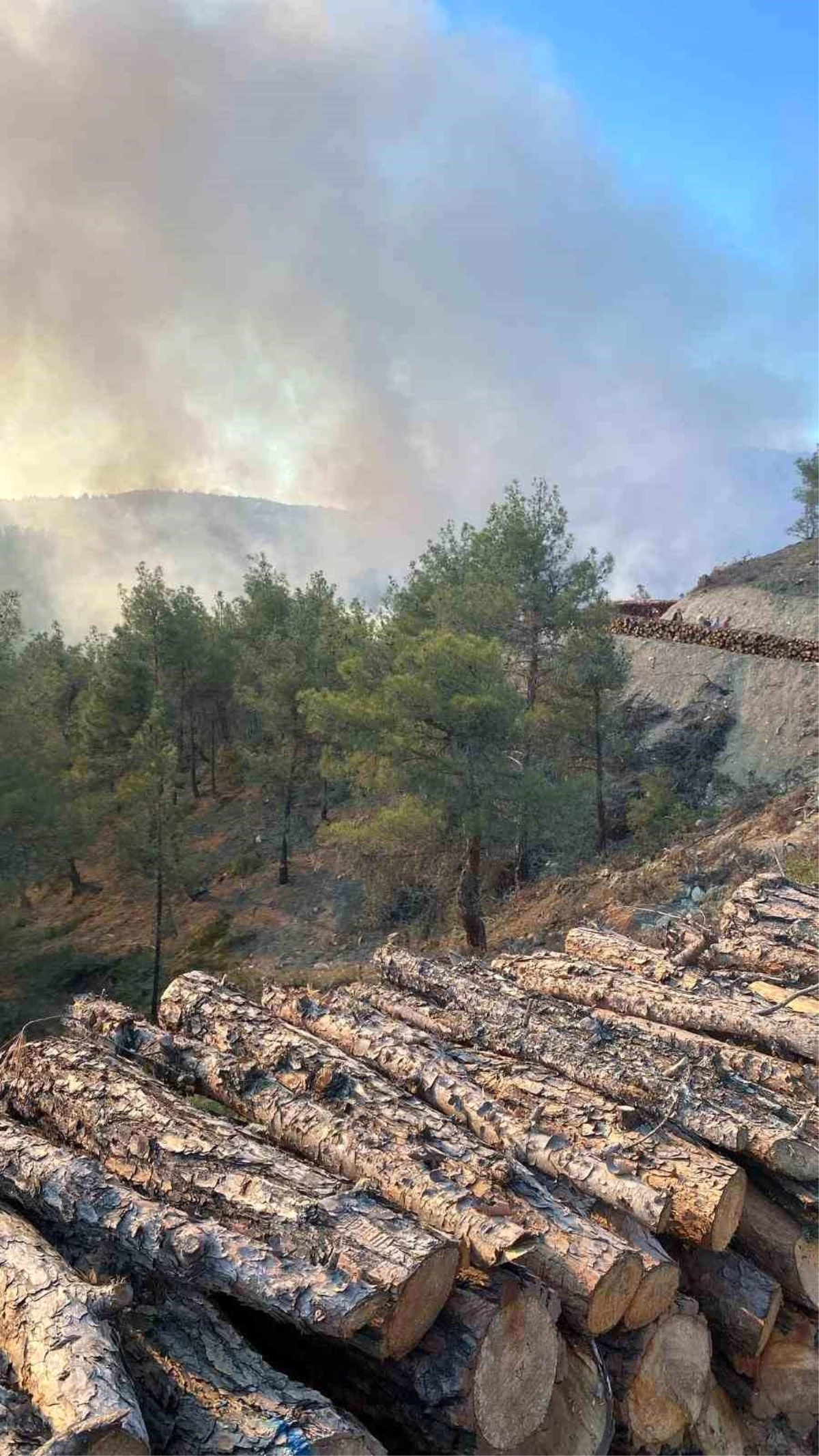 Sinop\'ta ormanlık alanda çıkan yangında 5 hektarlık alan zarar gördü