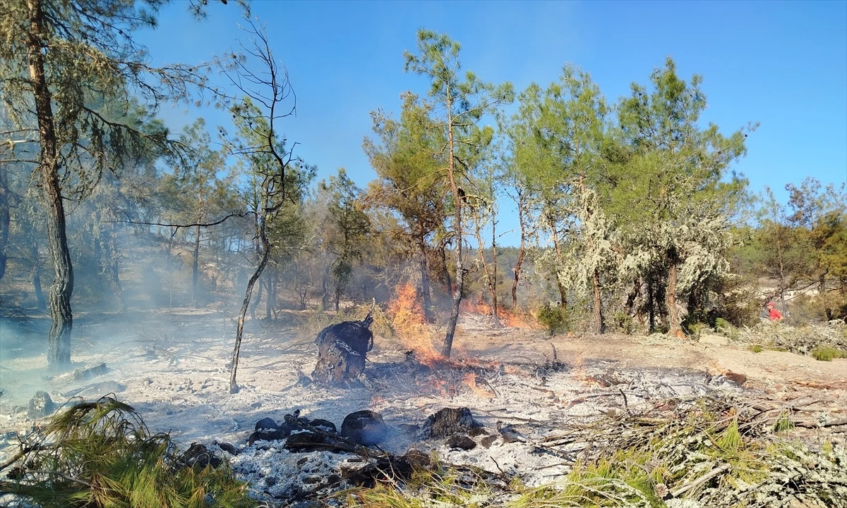 Sinop\'un Boyabat ilçesinde ormanlık alanda çıkan yangın söndürüldü