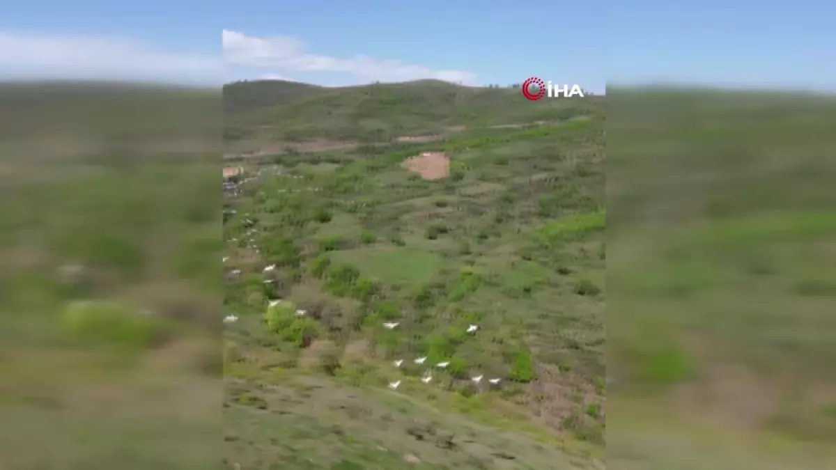 Tekirdağ\'da pelikanların göçü dron ile görüntülendi