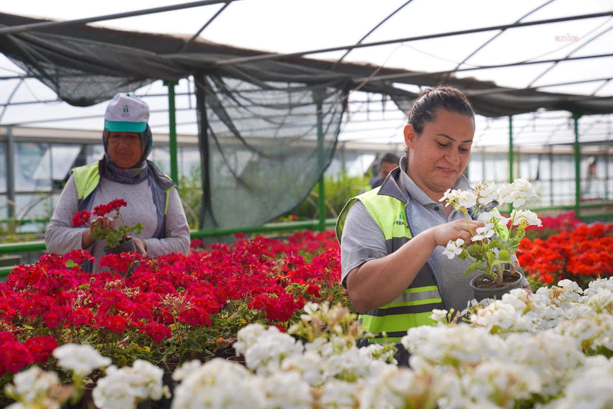 Tepebaşı Belediyesi, seralarında ürettiği çiçekleri ilçedeki peyzaj çalışmalarında kullanıyor