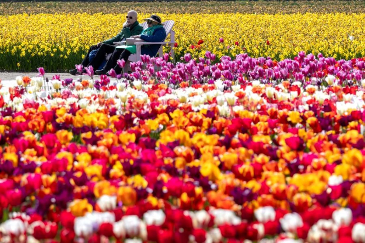 Hollanda\'da Tulipmania etkinliği turistleri cezbediyor