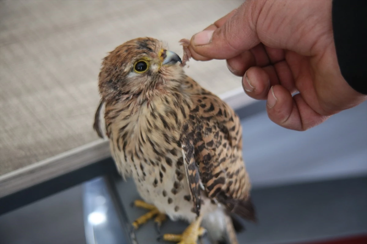 Ardahan\'da yaralı kerkenez kuşu tedavi altına alındı