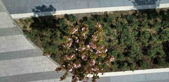 Başakşehir Çam ve Sakura Şehir Hastanesi'nde sakuralar çiçek açtı
