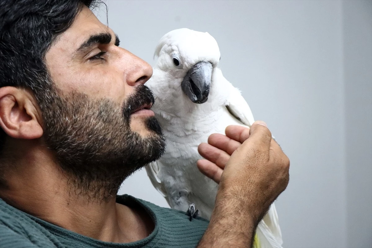 Bursa\'da Bir Ailenin Papağanı Sosyal Medyada İlgi Görüyor
