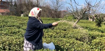 Çay Üreticileri Budama Yapmazsa ÇAYKUR'a Çay Satamayacak